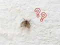 Mały, włochaty owad, przypominający muszkę, siedzi na białej, chropowatej ścianie. Dwa czerwone znaki zapytania unoszą się obok. Czy to muszki w domu?