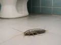 Małe, srebrzyste robaki w domu, spacerujące po łazienkowych kafelkach obok toalety.