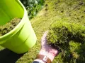 Ręka trzyma kępę mchu i trawy, przygotowując się do wrzucenia jej do zielonego pojemnika. To część procesu, jak pozbyć się mchu z trawnika.