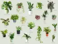 Wybierz idealne kwiaty do domu: Monstera, paproć, zamiokulkas i wiele innych zielonych przyjaciół.
