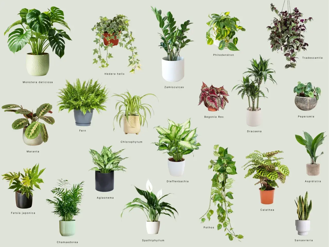 Wybierz idealne kwiaty do domu: Monstera, paproć, zamiokulkas i wiele innych zielonych przyjaciół.