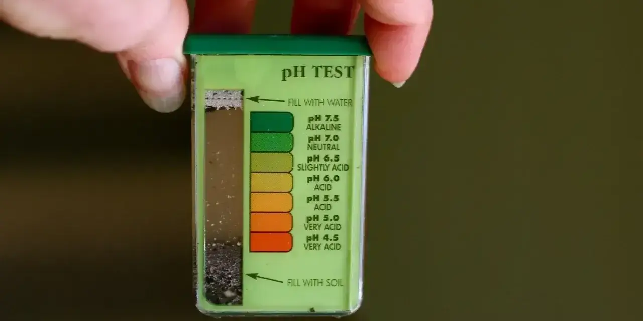 Test pH gleby do wapnowania trawnika. Kolor wskazuje na lekko kwaśne podłoże.