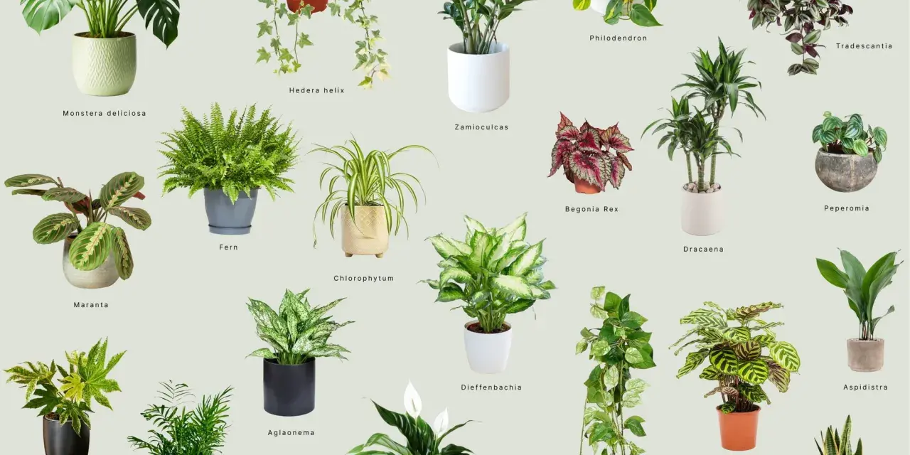 Wybierz idealne kwiaty do domu: Monstera, paproć, zamiokulkas i wiele innych zielonych przyjaciół.