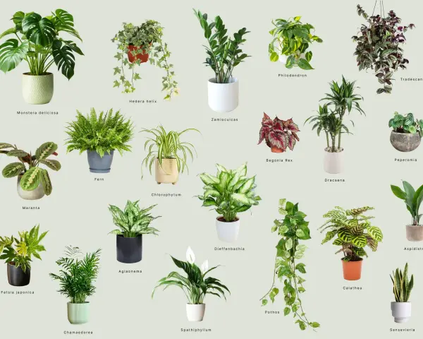 Wybierz idealne kwiaty do domu: Monstera, paproć, zamiokulkas i wiele innych zielonych przyjaciół.