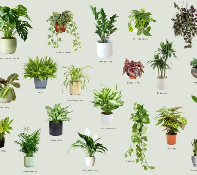 Wybierz idealne kwiaty do domu: Monstera, paproć, zamiokulkas i wiele innych zielonych przyjaciół.