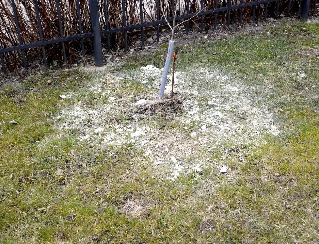 Wapnowanie trawnika wokół młodego drzewka. Biały proszek rozsypany na ziemi świadczy o zabiegu poprawiającym pH gleby.