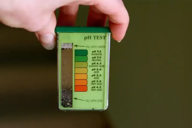 Test pH gleby do wapnowania trawnika. Kolor wskazuje na lekko kwaśne podłoże.